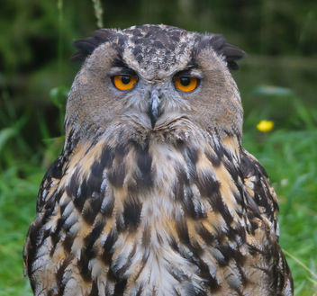 owl-2665 - Free image #283587